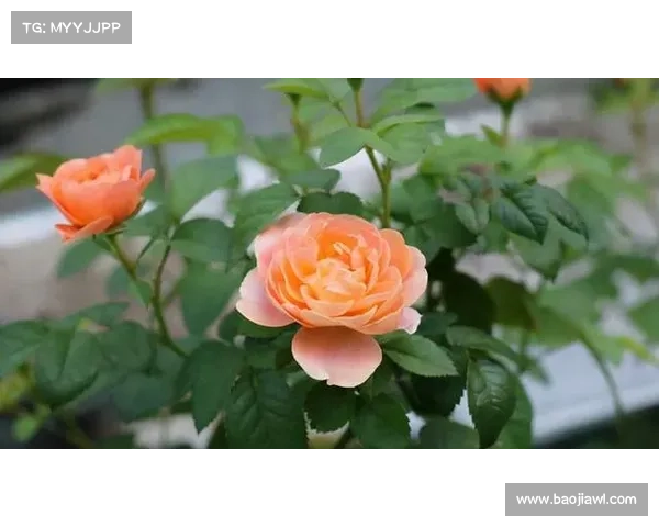 天台爱情下载常见问题全方位解答指南帮助用户轻松获取资源 天台爱情下载常见问题全方位解答指南帮助用户轻松获取资源